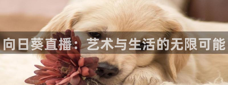 广东体育360在线直播：向日葵直播：艺术与生活的无限可能