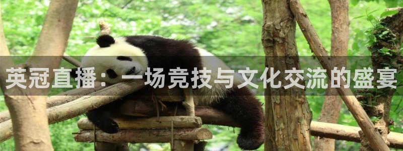 足球直播360吧